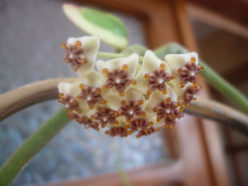 P1500534 - HOYA 2021-2