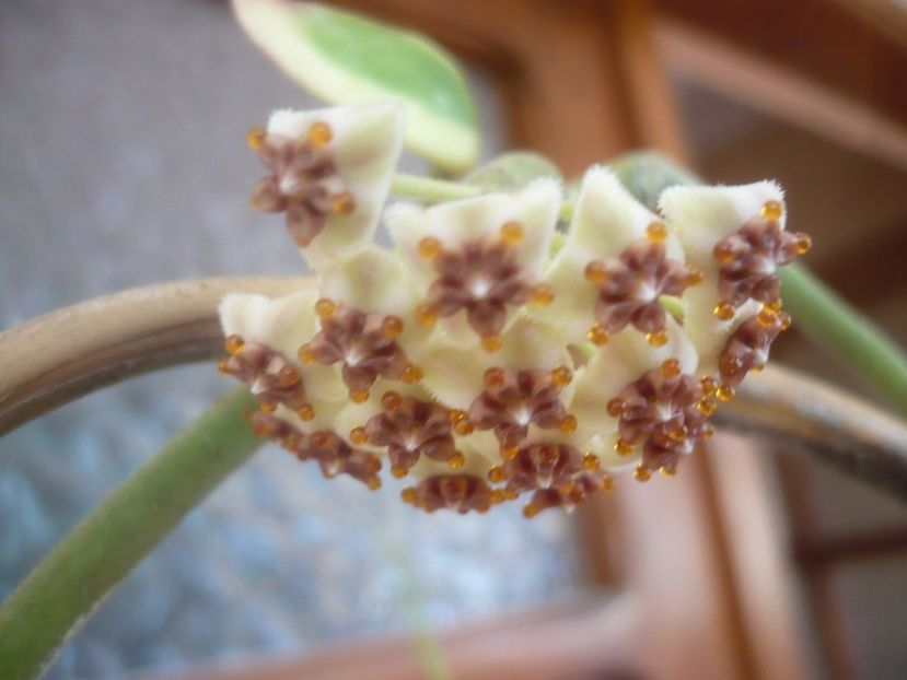 P1500535 - HOYA 2021-2