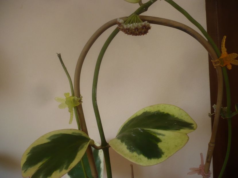 P1500536 - HOYA 2021-2
