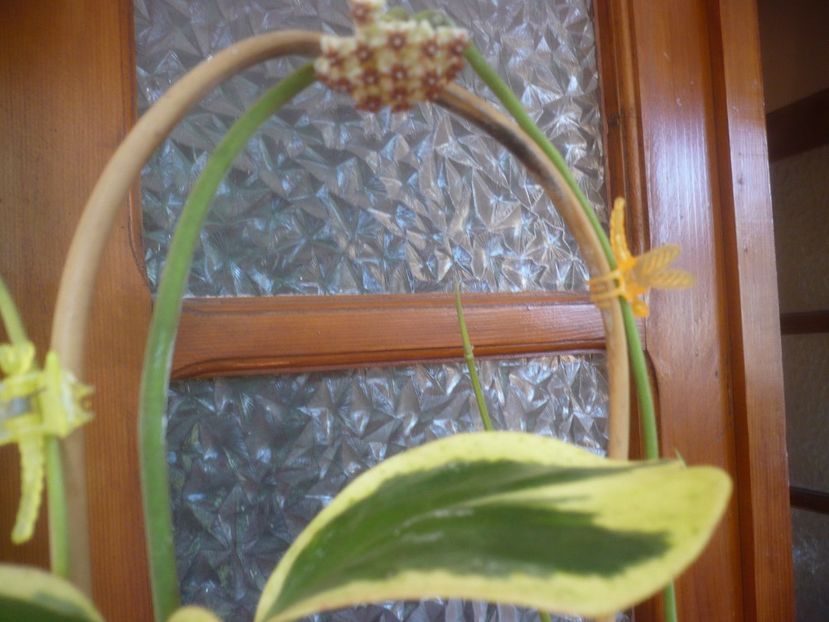 P1500538 - HOYA 2021-2