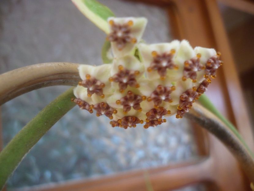 P1500539 - HOYA 2021-2