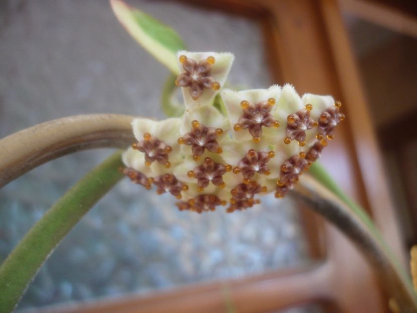 P1500540 - HOYA 2021-2