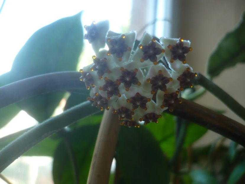 P1500530 - HOYA 2021-2