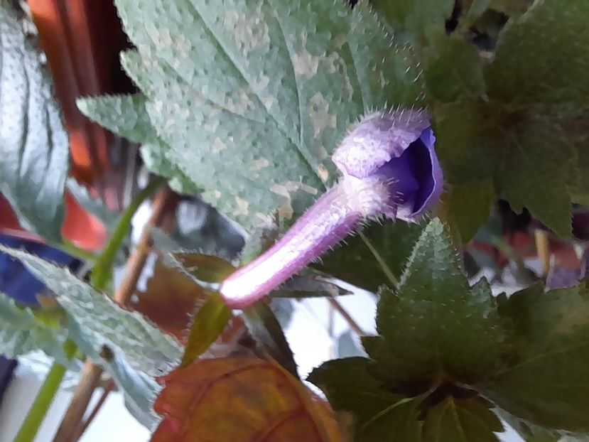  - GESNERIACEAE