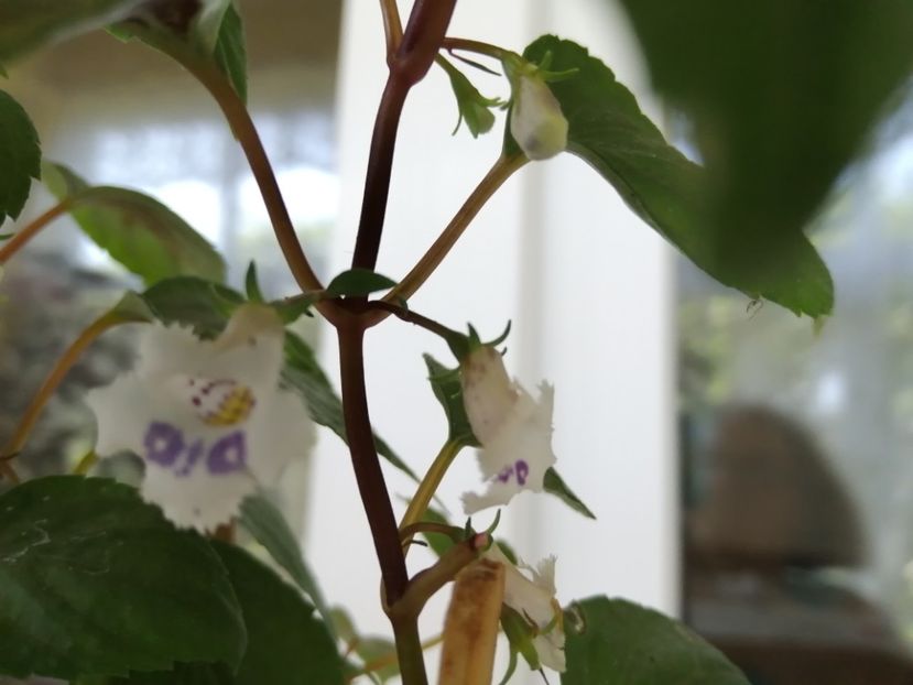  - zzz out of collection Fimbriata