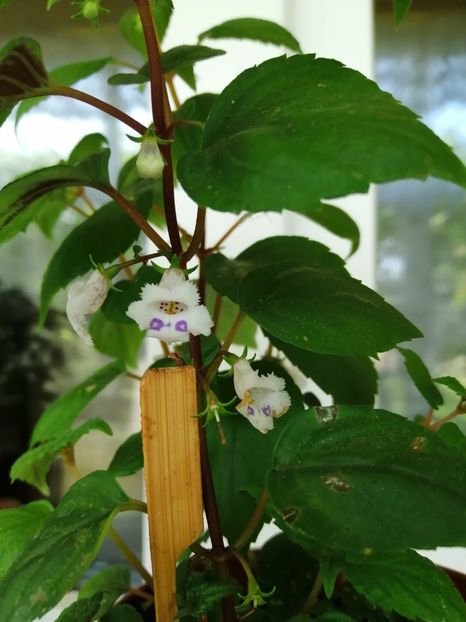  - zzz out of collection Fimbriata