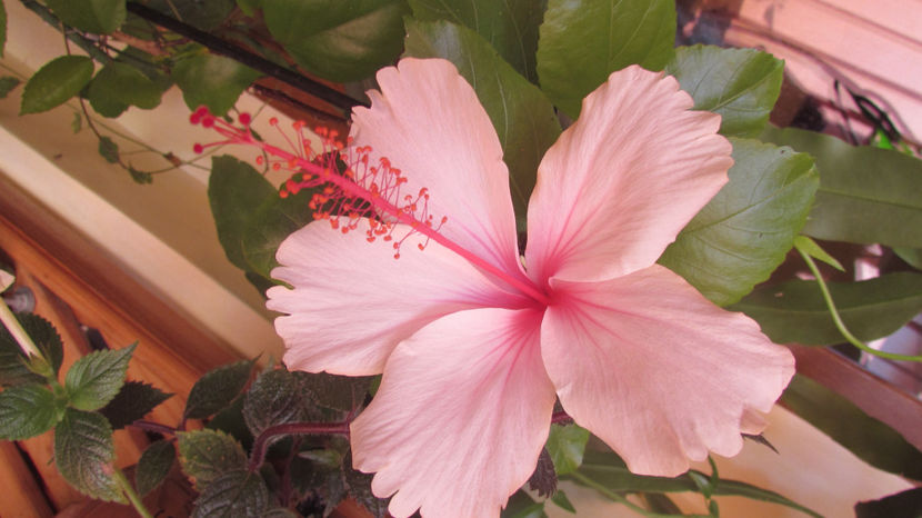  - Hibiscus 2021