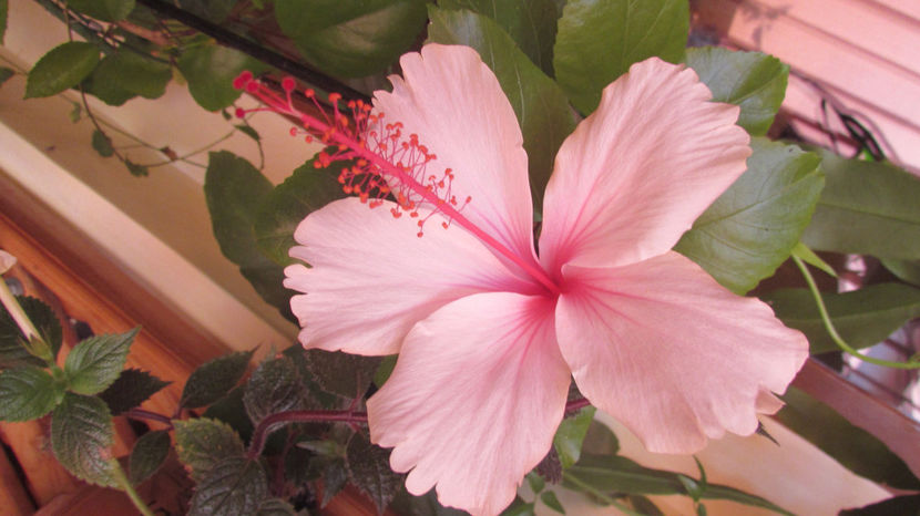  - Hibiscus 2021
