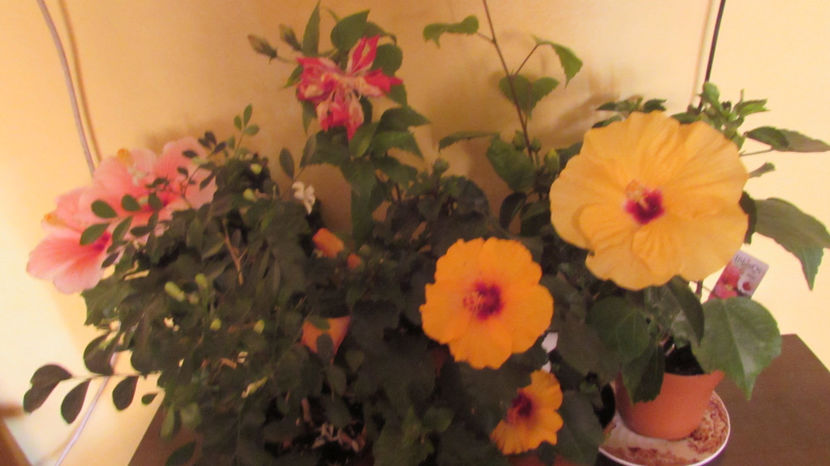  - Hibiscus 2021