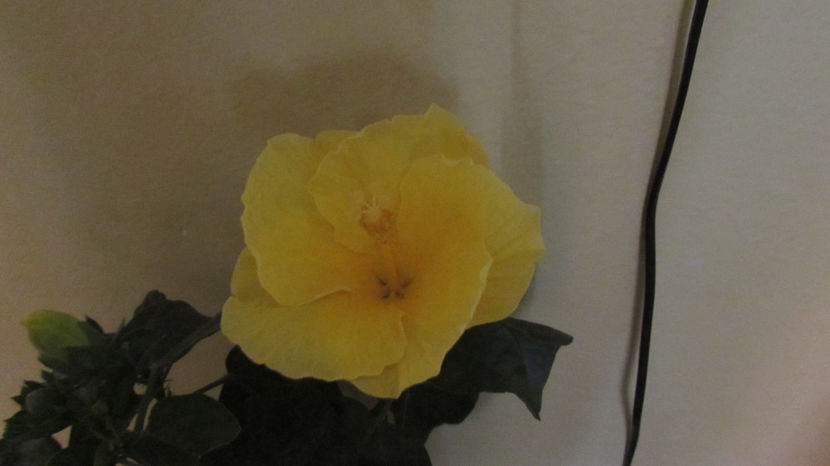  - Hibiscus 2021