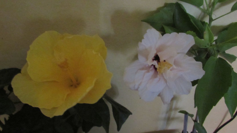  - Hibiscus 2021