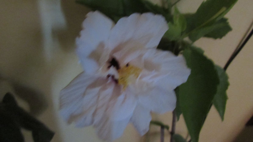  - Hibiscus 2021