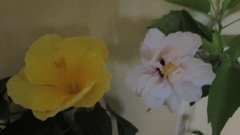  - Hibiscus 2021