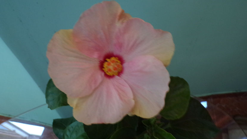  - Hibiscus 2021