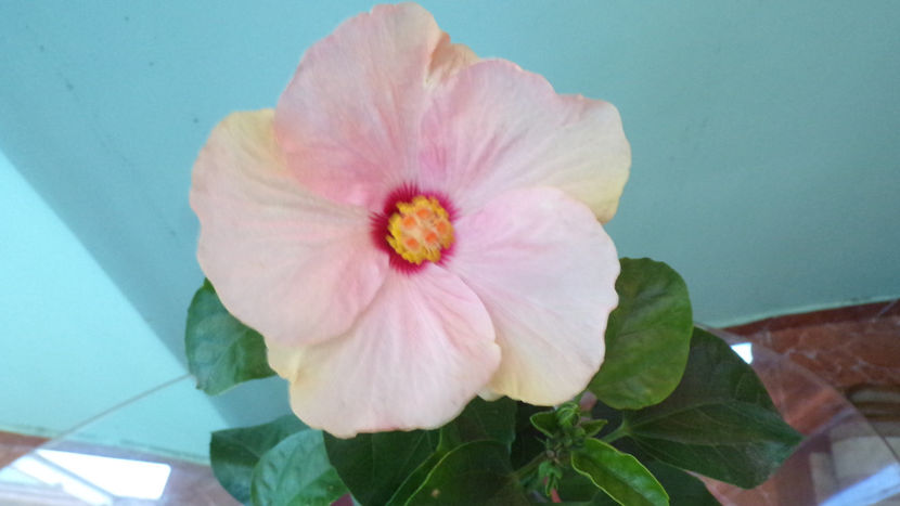  - Hibiscus 2021