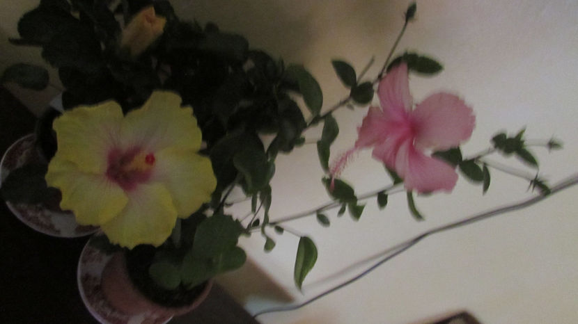  - Hibiscus 2021