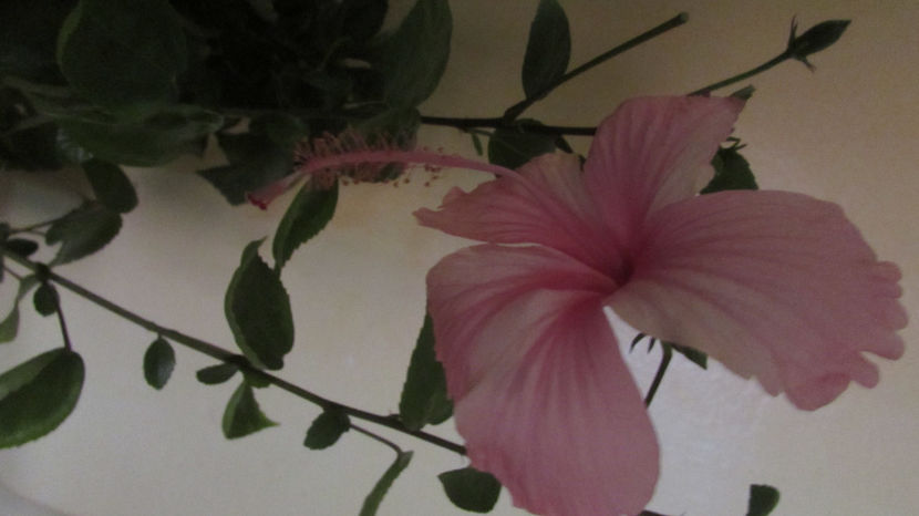  - Hibiscus 2021