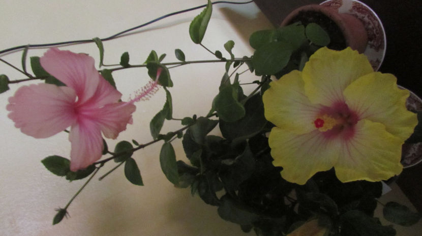  - Hibiscus 2021