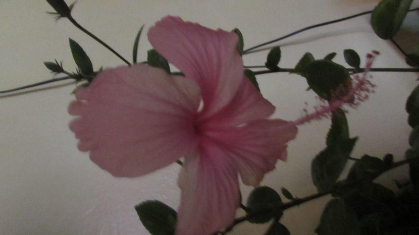  - Hibiscus 2021