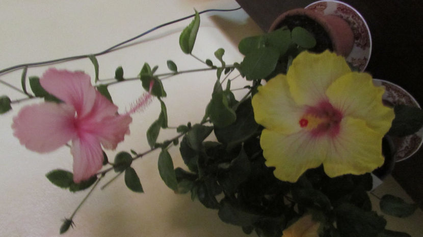  - Hibiscus 2021