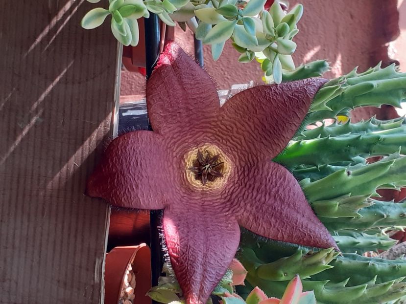  - Stapelia