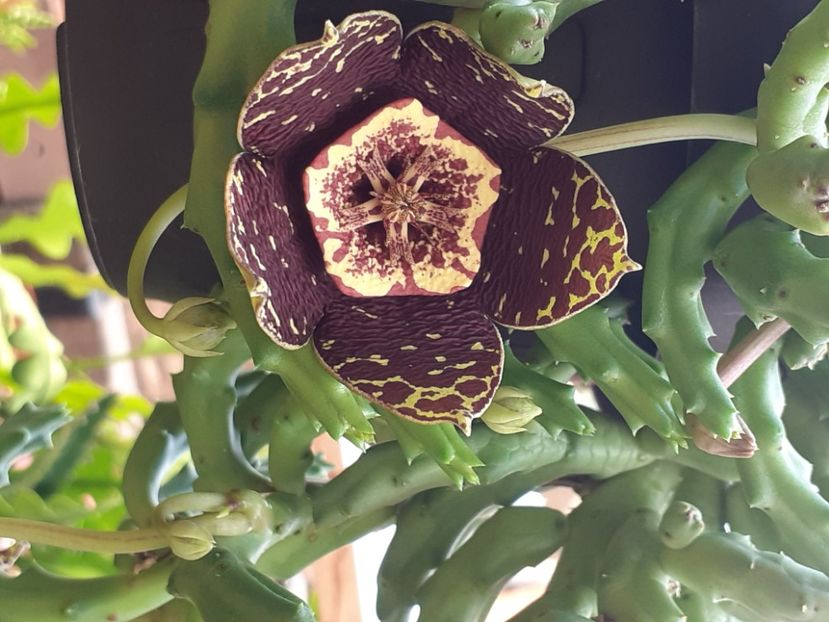  - Stapelia