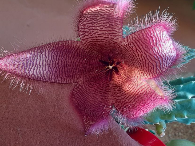  - Stapelia