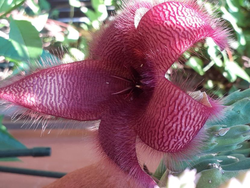  - Stapelia