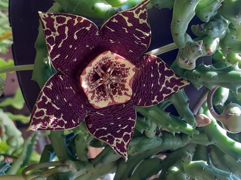  - Stapelia