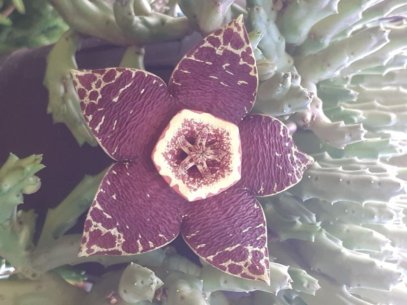  - Stapelia