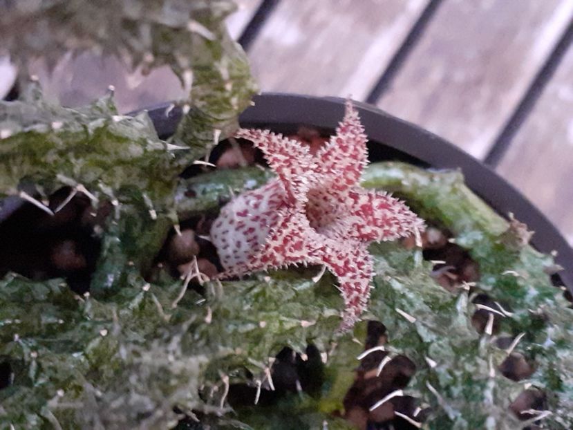  - Stapelia