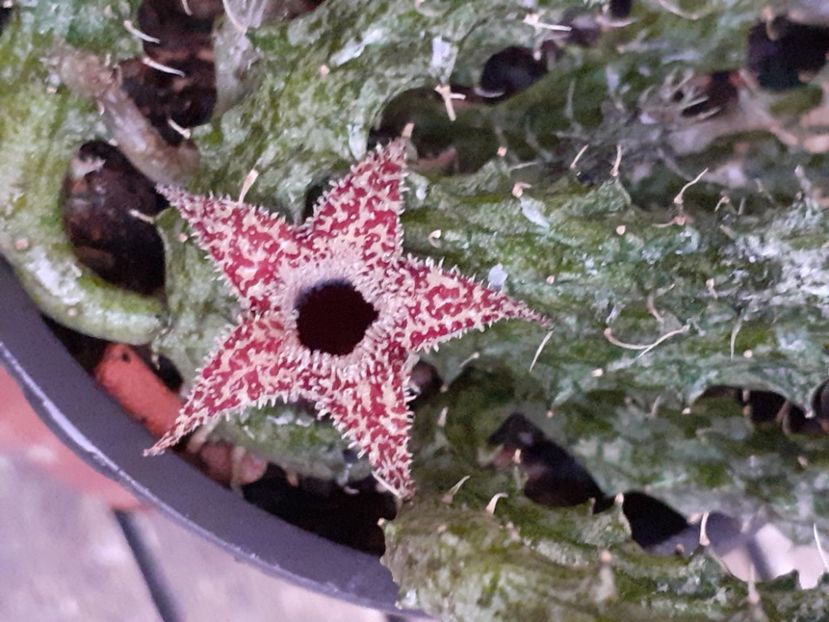  - Stapelia