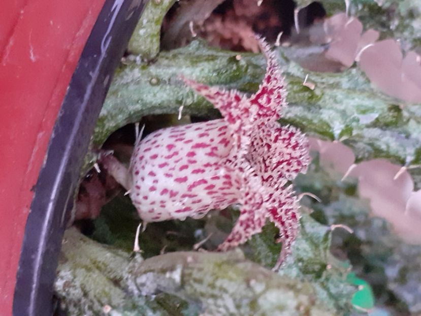  - Stapelia