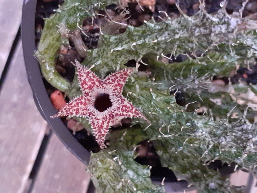  - Stapelia