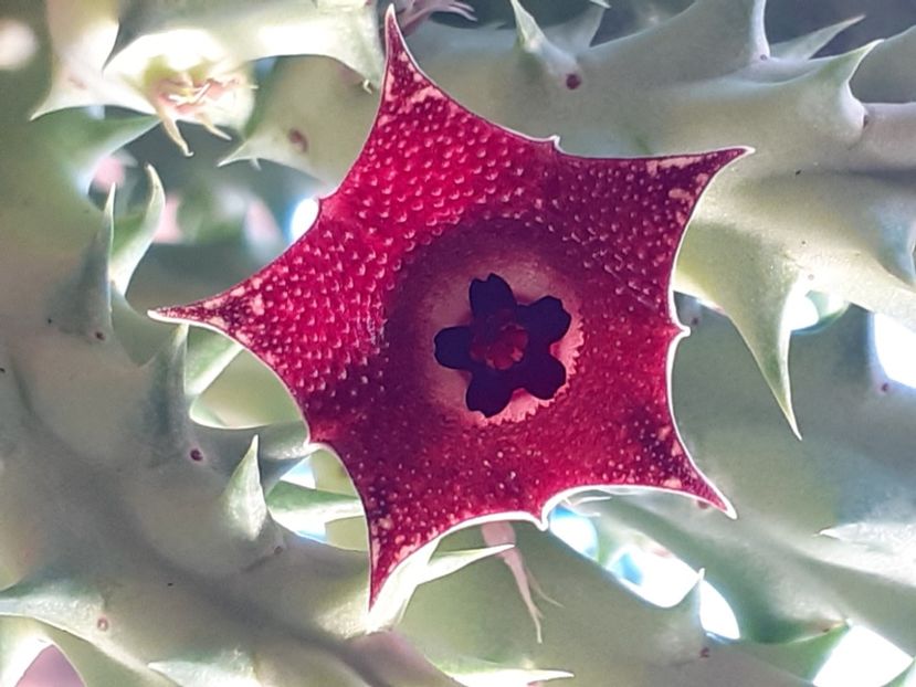  - Huernia