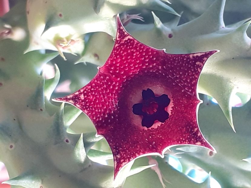  - Huernia