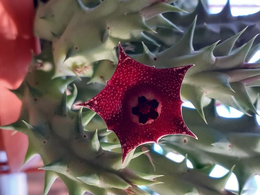  - Huernia