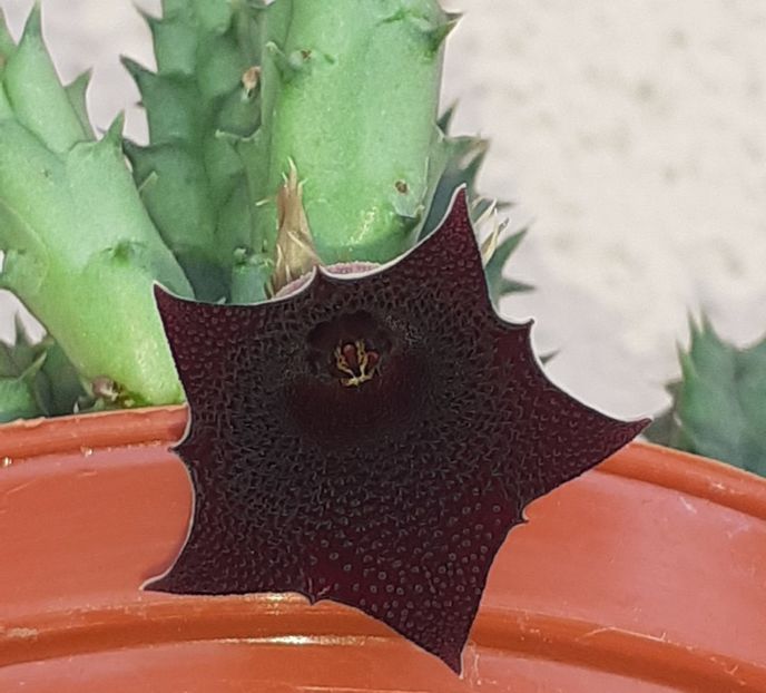  - Huernia