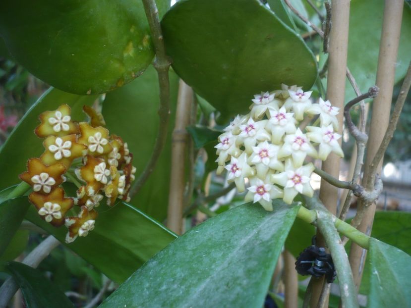 P1500554 - HOYA 2021-2
