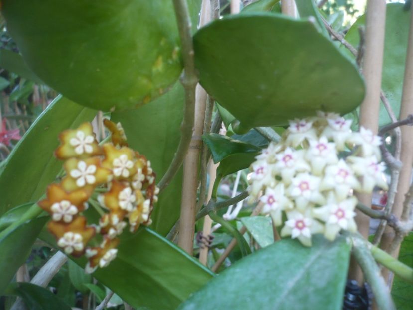 P1500555 - HOYA 2021-2