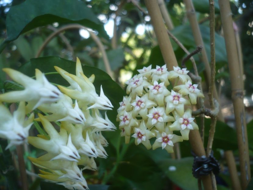 11.08.2021 - HOYA 2021-3