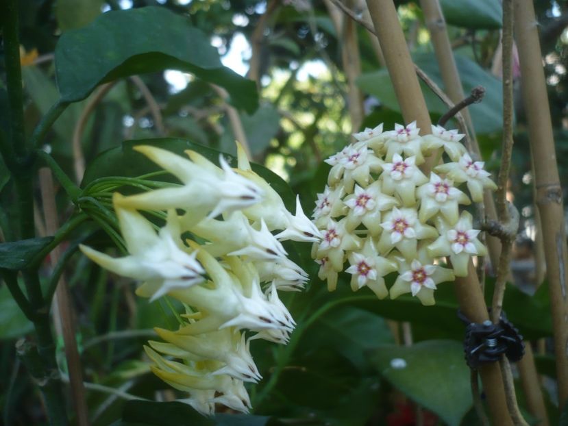 P1500565 - HOYA 2021-3