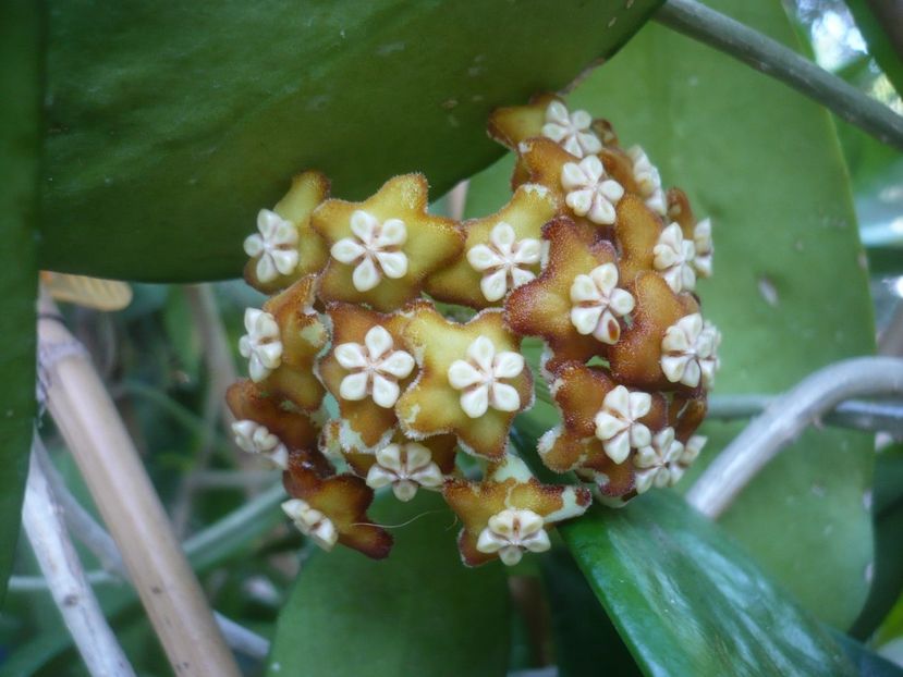 P1500566 - HOYA 2021-3