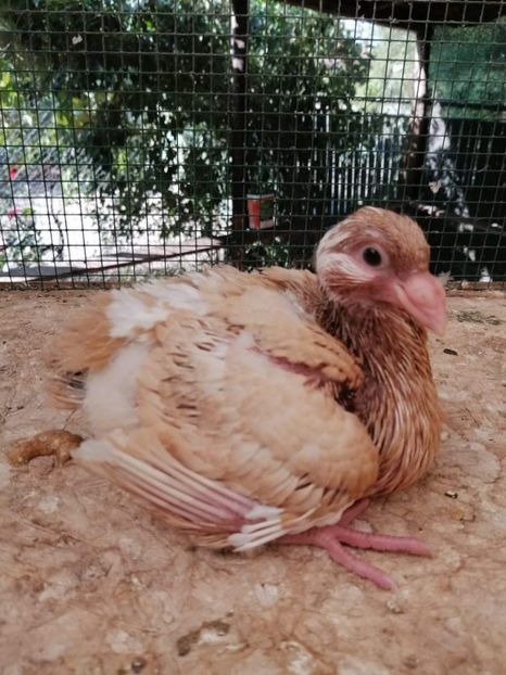 Agh - Tineret AGH 2021