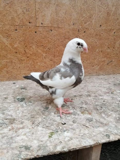 received_363620608698984 - Tineret AGH 2021