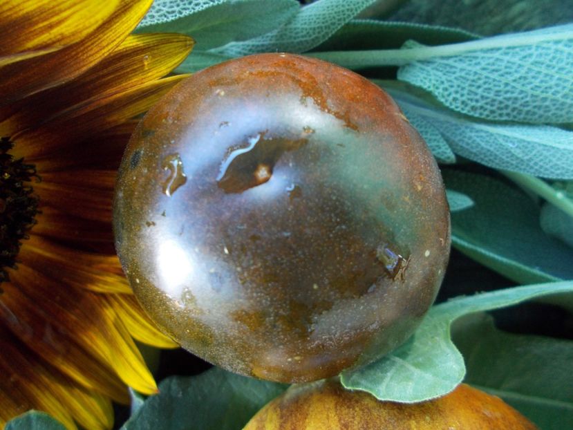  - SEMINTE ROSII - T 784 WILD CARD BLUES