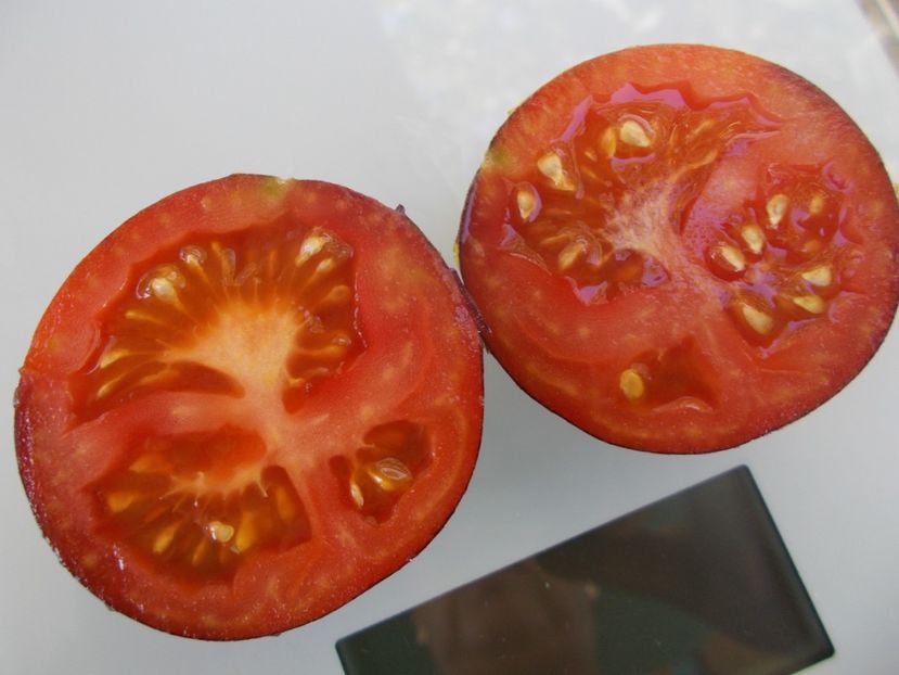  - SEMINTE ROSII - T 784 WILD CARD BLUES