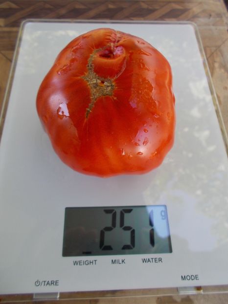  - Z SEMINTE ROSII - T 635 CUL DE SINGE - neconforma