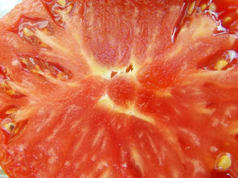  - Z SEMINTE ROSII - T 635 CUL DE SINGE - neconforma