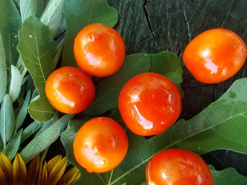  - SEMINTE ROSII - T 640 SNEGIR